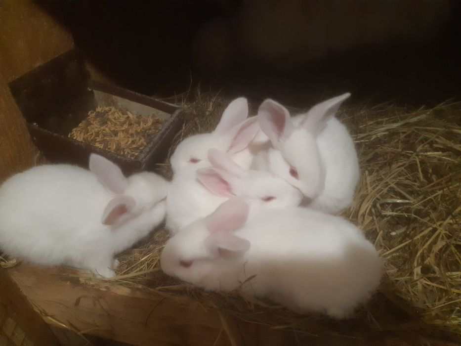 Termondzkie białe wysyłka