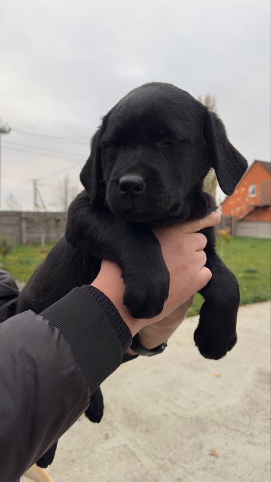 Залишилась Одна Дівчинка Лабрадор - ретрівер