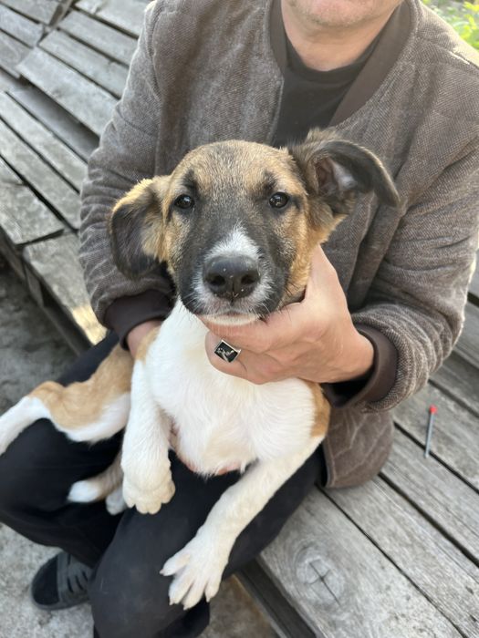 Отдадим щенков в хорошие руки