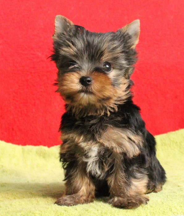 Щенки йоркширского терьера