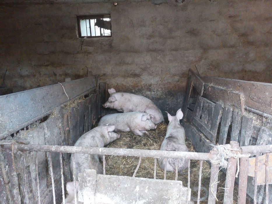 Sprzedam maciorę...