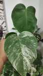 Cutting de Monstera Borsigiana Albomarginata 2 folhas