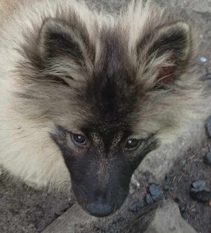 Szpic wilczy wolfspitz keeshond rodowód