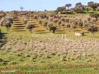 Terreno com cerca de 1,3Ha localizado próximo de Terena - Alandroal