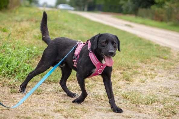 Łagodny w typie labradora Łapka szuka domku