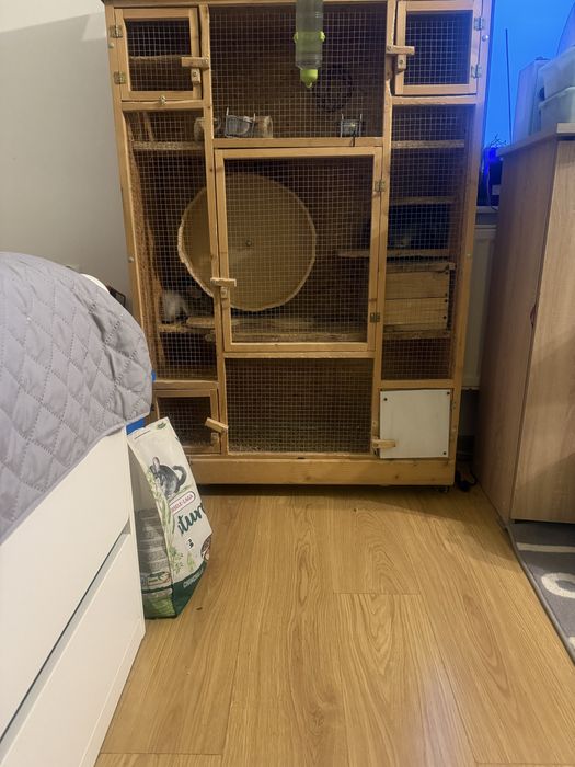 Dwie szynszyle z wolierą- samiczki