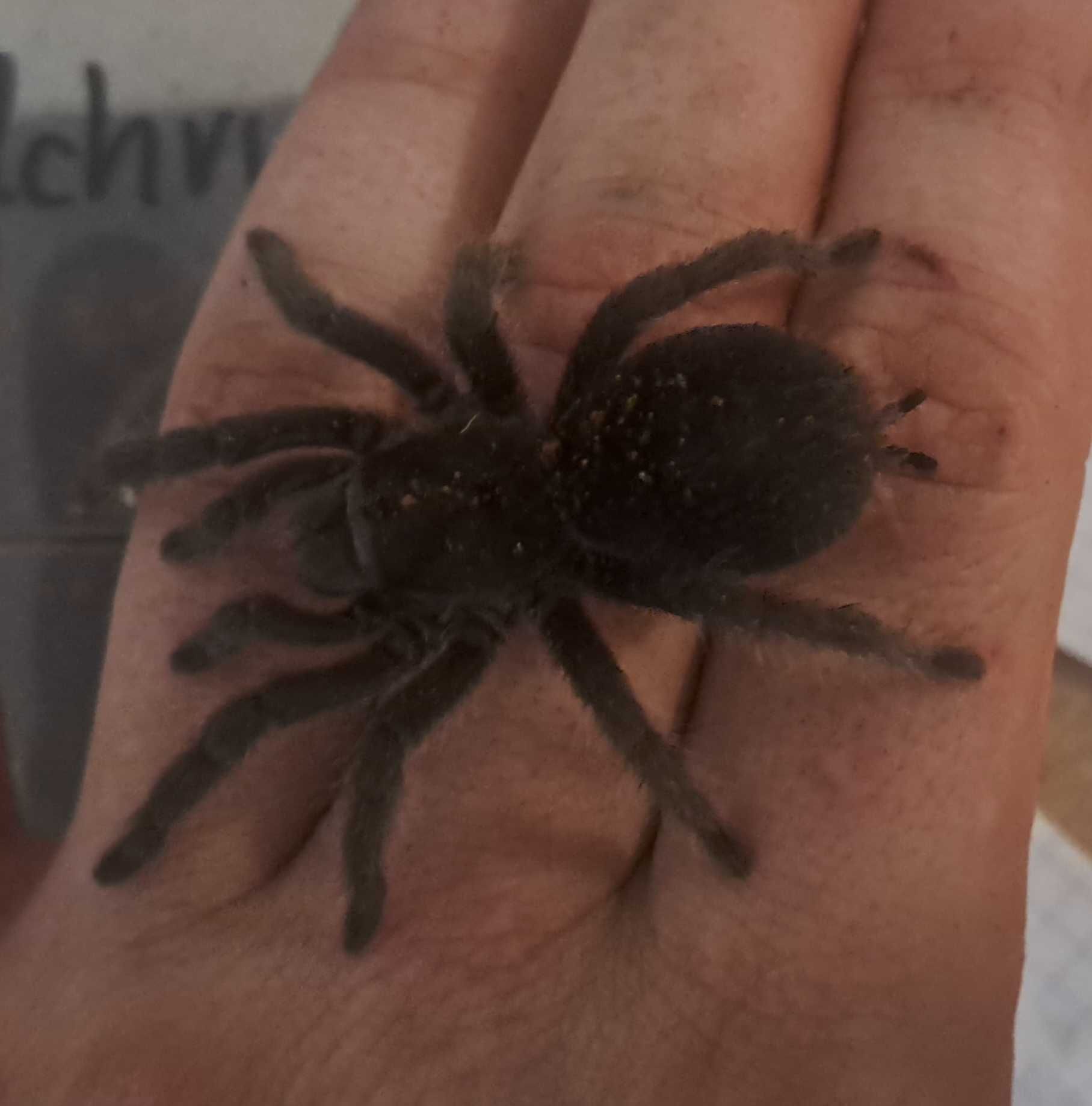 Grammostola pulchra samica