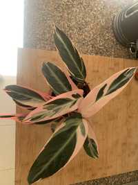 Calathea triostar