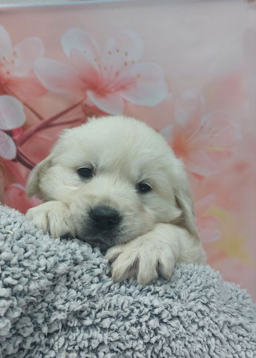 Golden Retriever lop/exames
