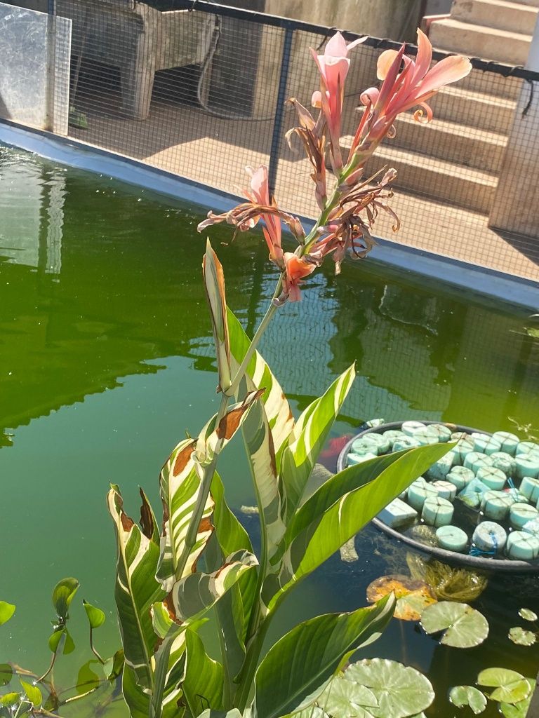 Plantas para lagos