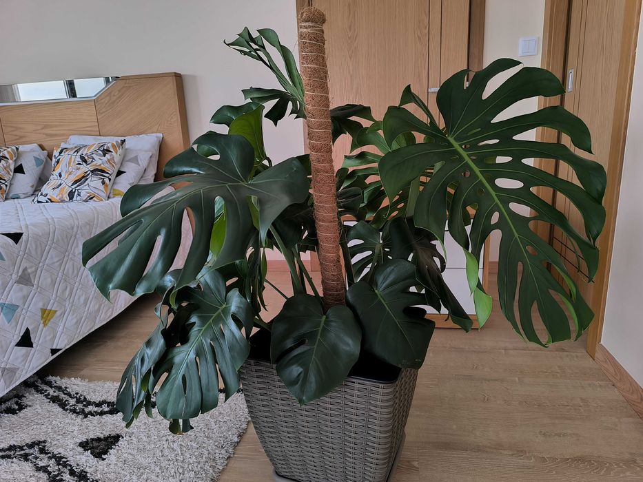 Monstera Deliciosa (Costela-de-Adão)