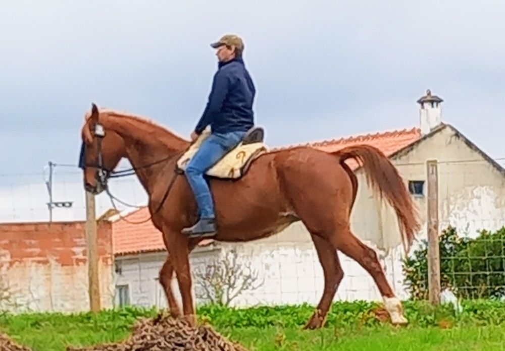 Egua grande bem montada muito mansinha 1,65 garrote