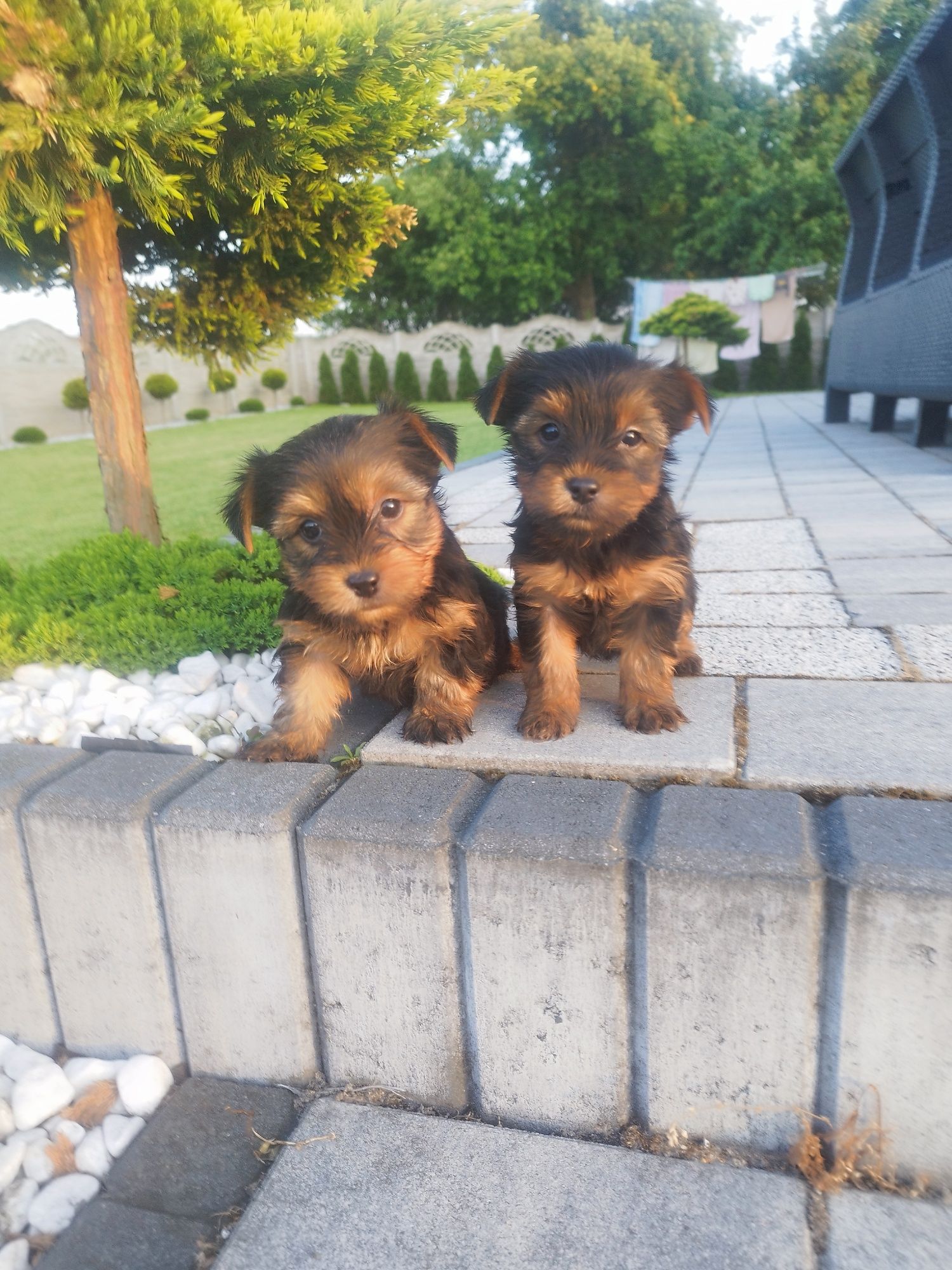 Yorkshire terrier