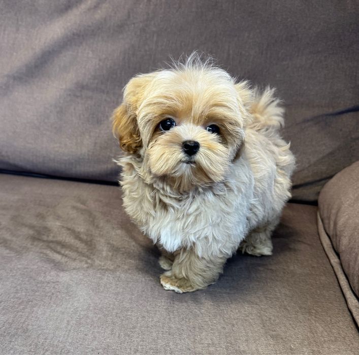 ‼️Кукольный мини мальчик мальтипу f1‼️