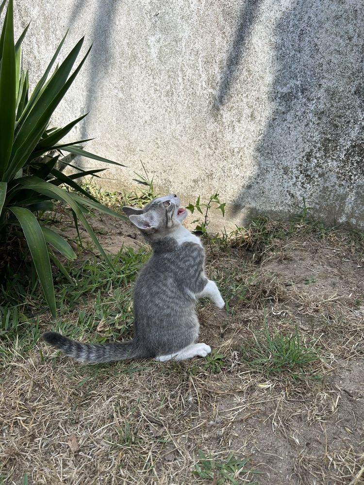 Gatinho para adoção