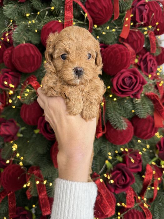 Красиві цуценятка мальтипу