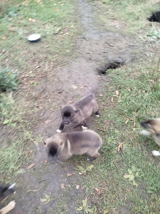 Віддамо в добрі руки