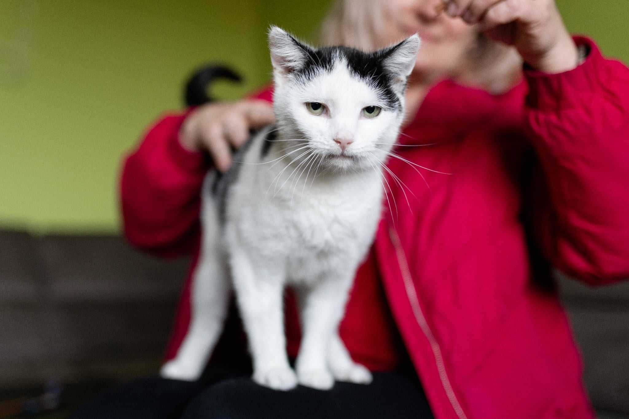 Kotka / kot / adopcja