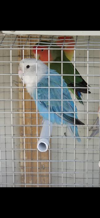 Agapornis roseicollis longfeather