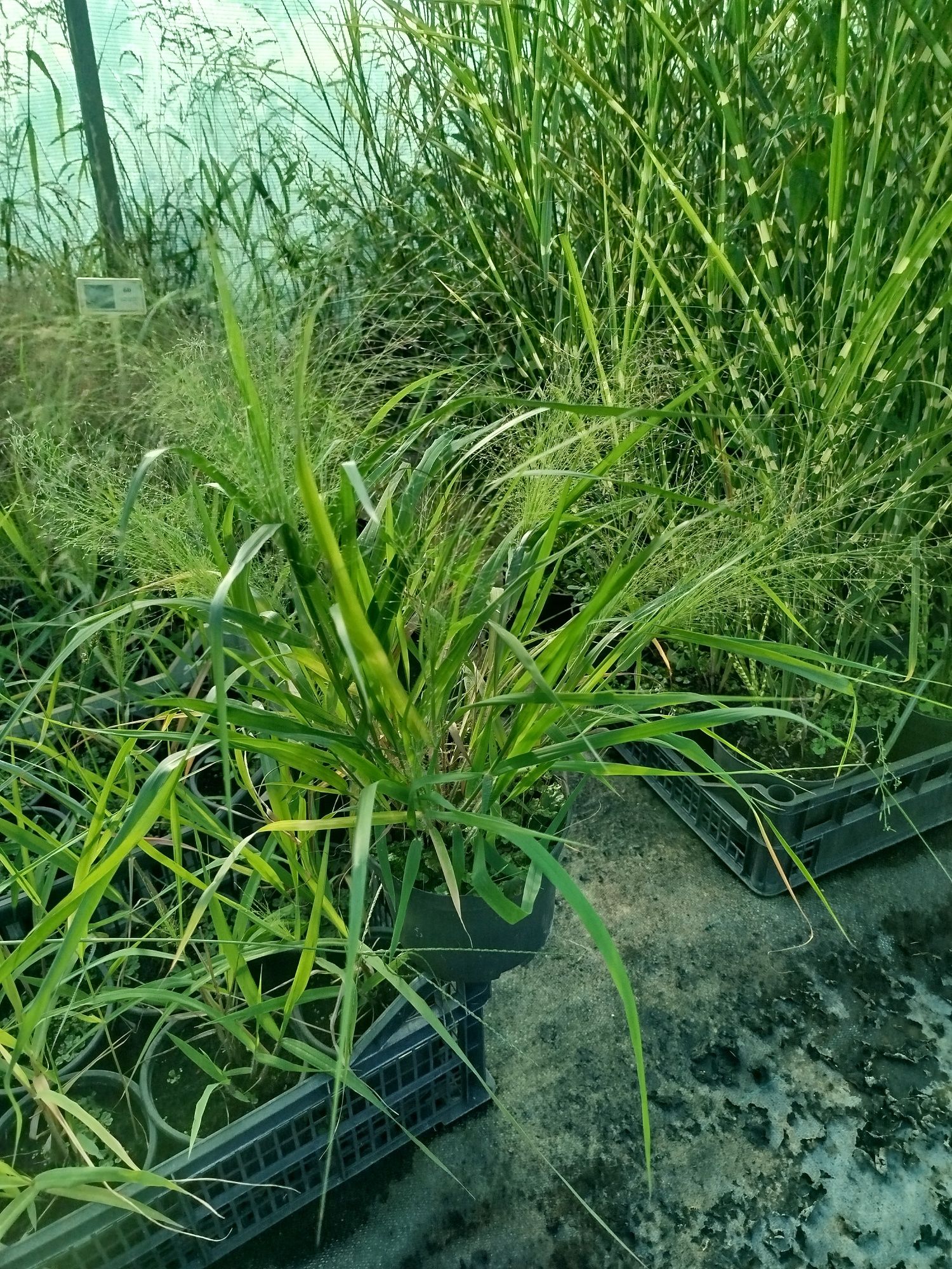 Miłka Okazała.. Eragrostis spectabilis