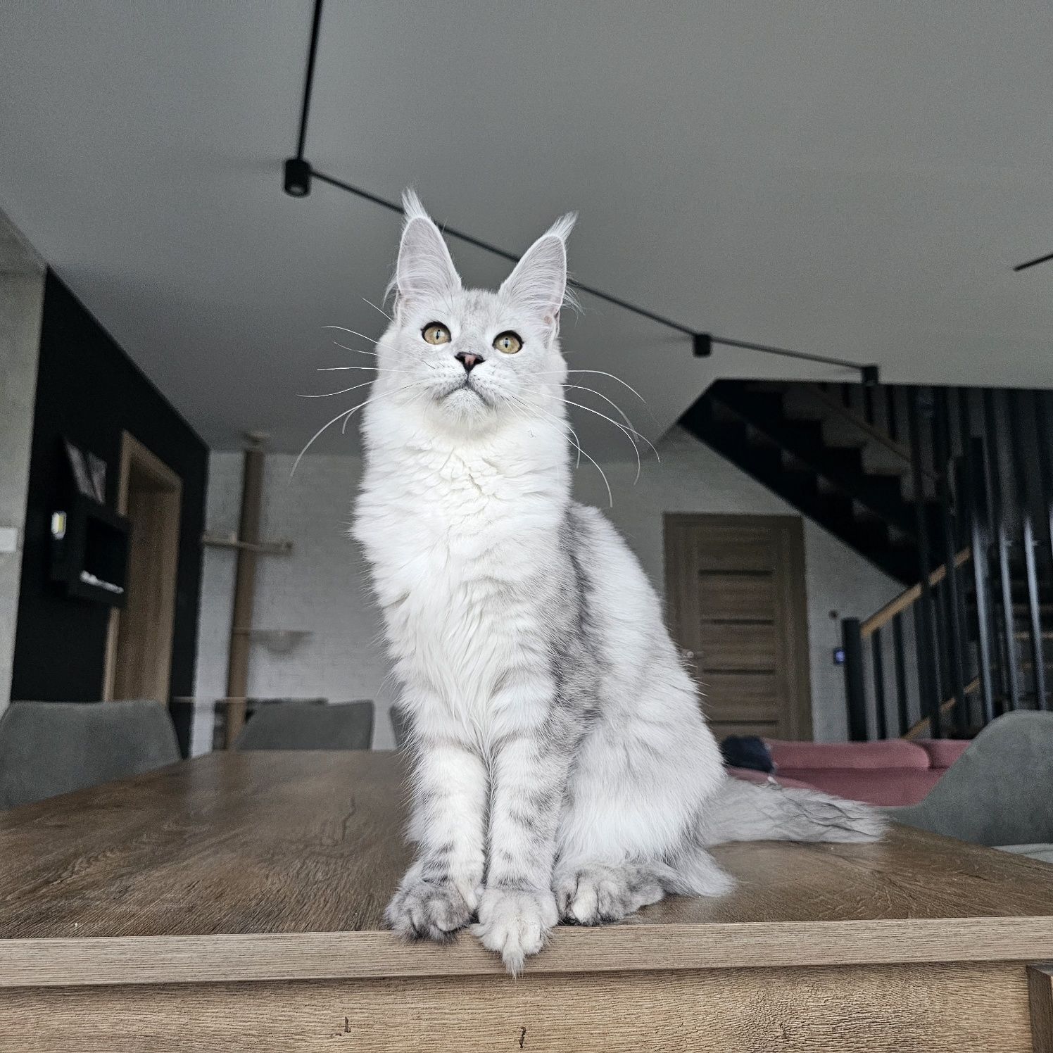 koteczka Maine coon rodowód fpl FIFe do hodowli