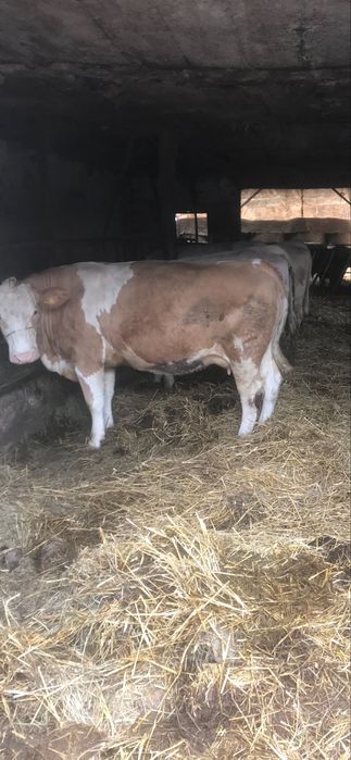 Krowa 7lat Simentaler sm