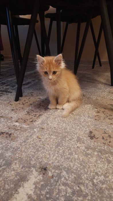 Котик в добрі руки