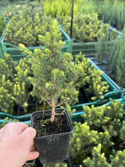 Туї,Ялинки,Ялівці,Декоративні рослини