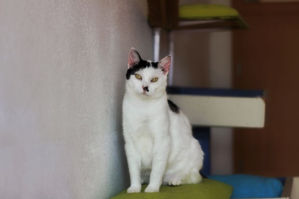 Imelda- kotka do adopcji