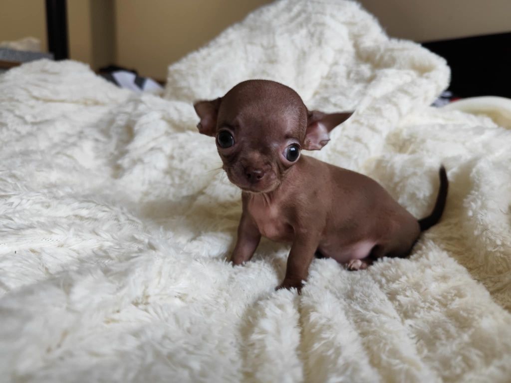 Mini Czekoladowa  dziewczynka chihuahua
