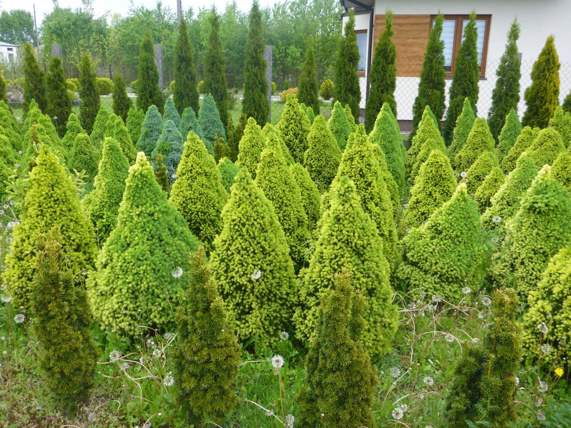 XXL _ CONICA świerk biały PICEA GLAUCA _ 100cm _ 90cm daisy's white