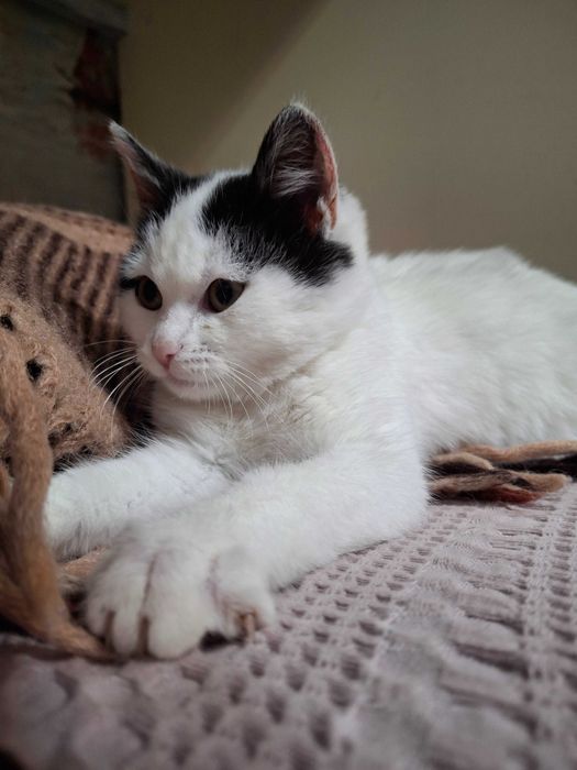 Кошечка, котенок, котик, котята Первомайськ