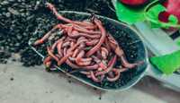Червяки черв'яки старатель для компосту біогумус