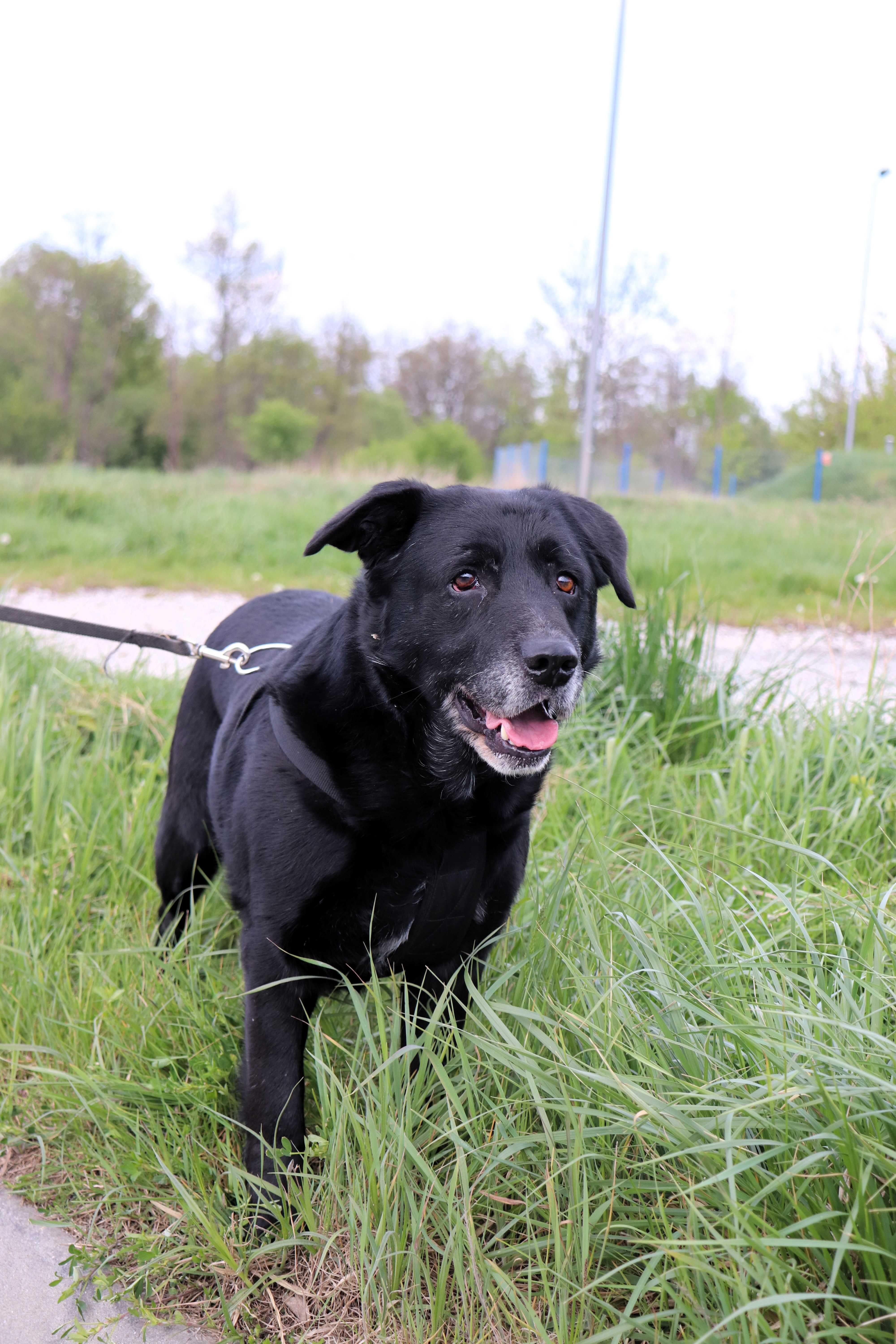 Fado | w typie labradora szuka domu