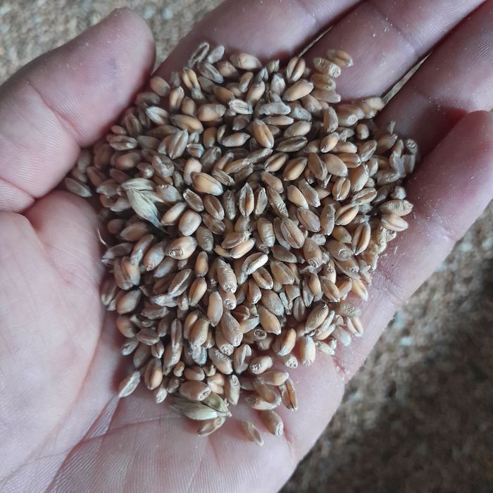 Pszenica ozima Euforia, dla drobiu, gołębi, chomików itp.