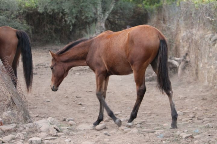 Vendo poldro/ poldras