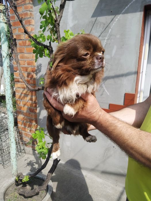 Терміново хлопчик чіхуахуа