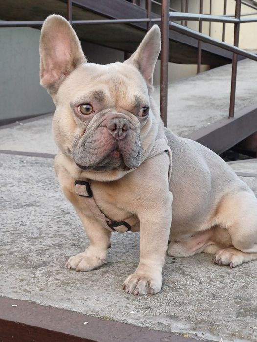 Вязка французский бульдог