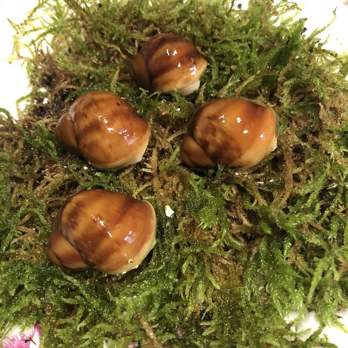 Архахатина Venrticosa leucistic