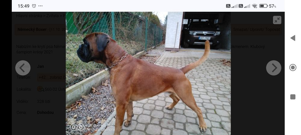 Bokser boksery szczeniak szczeniaki szczenię suczka suka