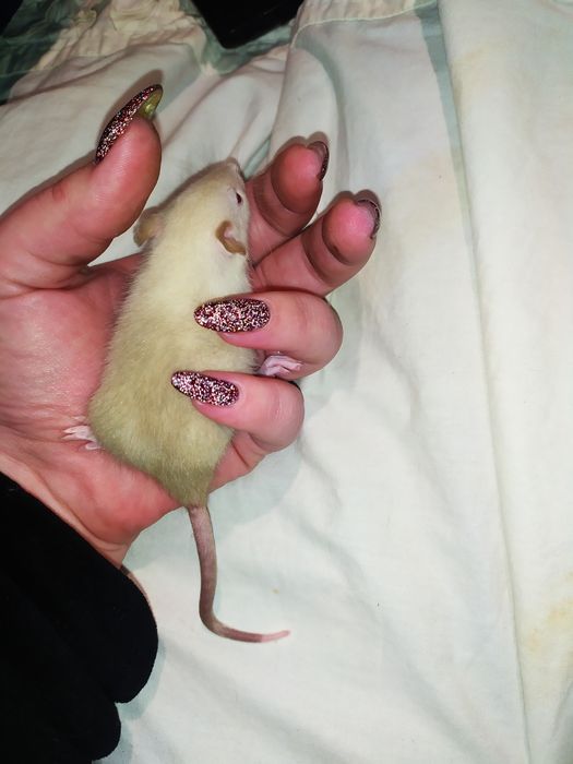 Крисинята, 17 квартал крыса, щур!