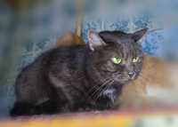 Кошка молодая черная, метис британской Челси, ищет дом