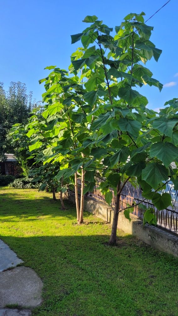 Drzewko tlenowe paulownia, nie oxytree sadzonka