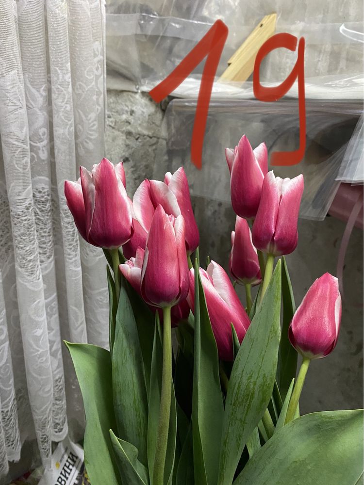 Продам цибулини тюльпанів