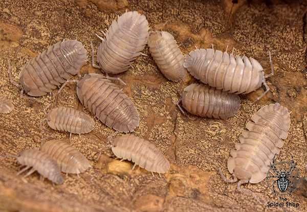 Armadillidium pallasi corfu prosionki isopody kulanki