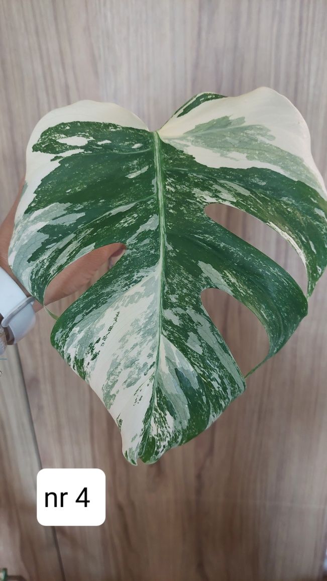 Monstera variegata albo