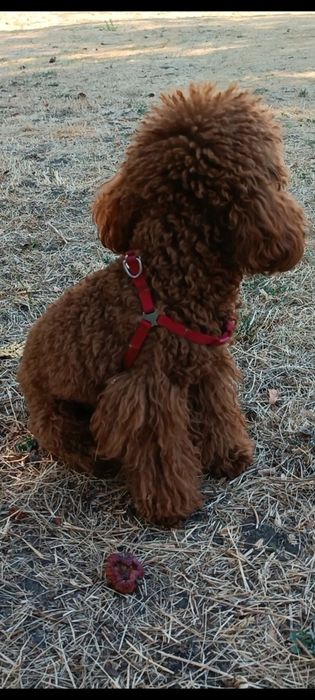 Той пудель міні хлопчик, ред браун,  в'язка