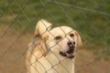 Labradorka Cynia do adopcji