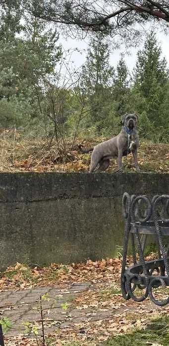 Cane Corso czarny samiec Merlin ZKwP/FCI