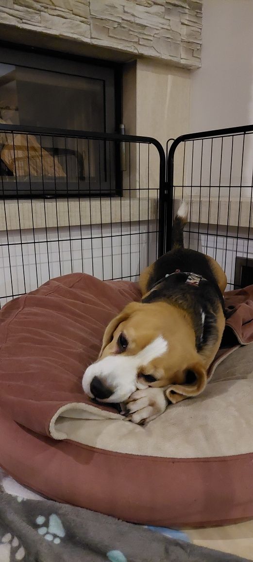 Domowy hotel dla psów Sofi/opieka nad psem/ petsitter